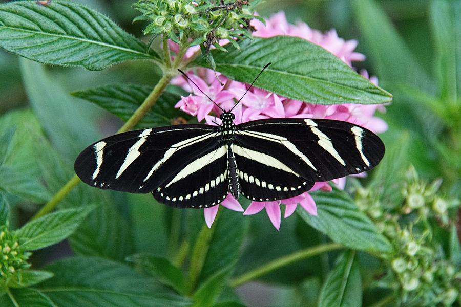 Zebra Longwing Butterfly Photograph by John Black