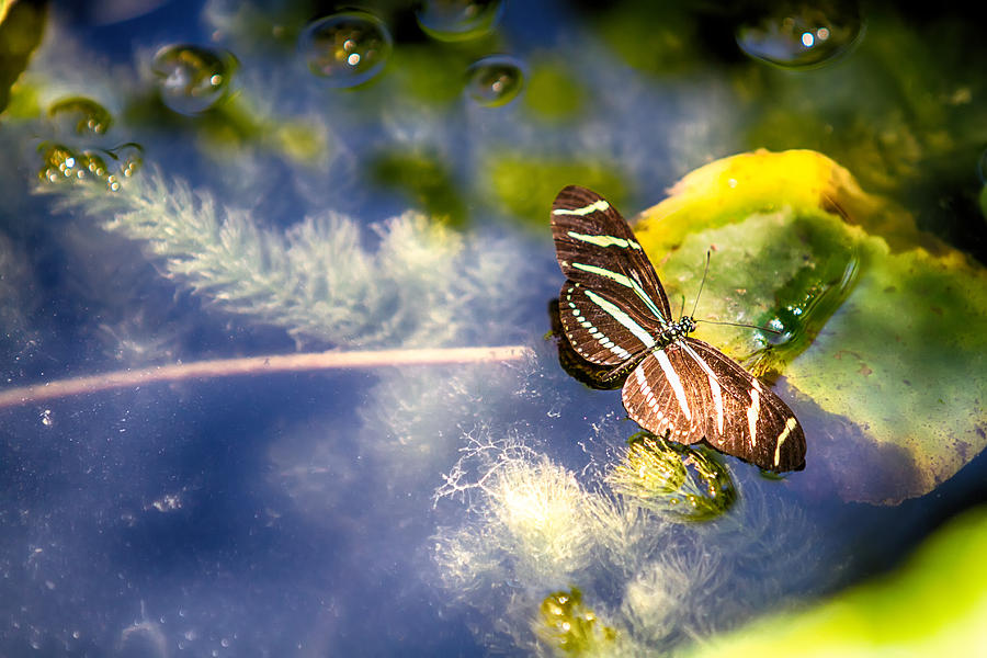 Zebra Longwing Butterfly Photograph by John Haldane