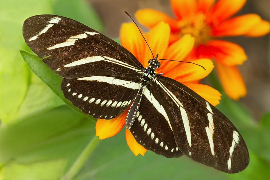 Butterfly Photograph - Zebra Longwing Butterfly by Lindley Johnson