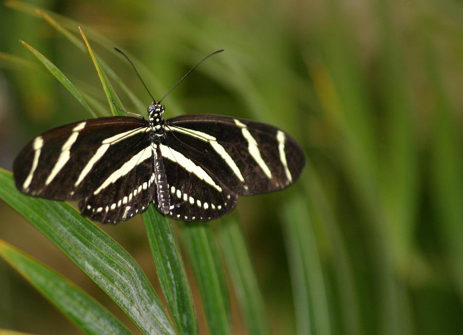 Zebra Longwing Butterfly Photograph by Living Color Photography Lorraine Lynch