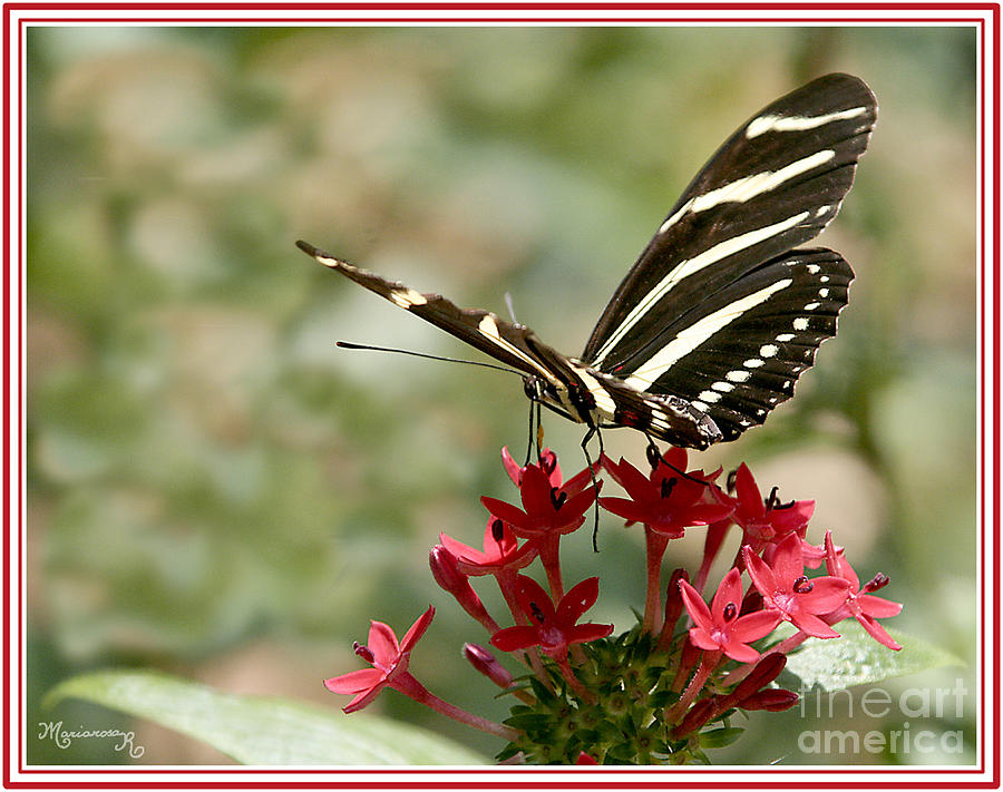 Zebra Longwing Butterfly Photograph by Mariarosa Rockefeller