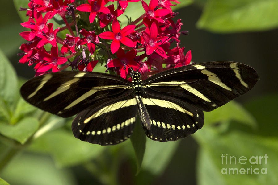 Zebra Longwing Butterfly Photograph by Meg Rousher