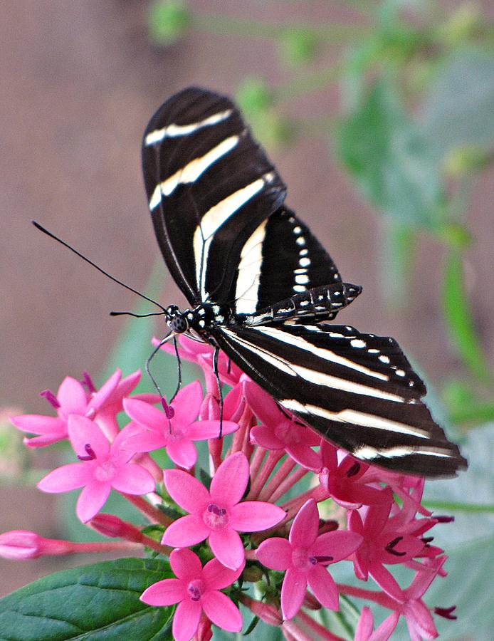 Zebra Longwing Butterfly Photograph by MTBobbins Photography