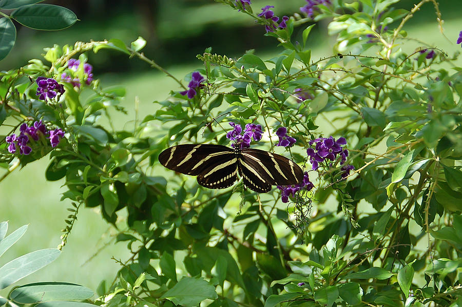 Zebra Longwing Butterfly on Flower Photograph by Aimee L Maher ALM GALLERY