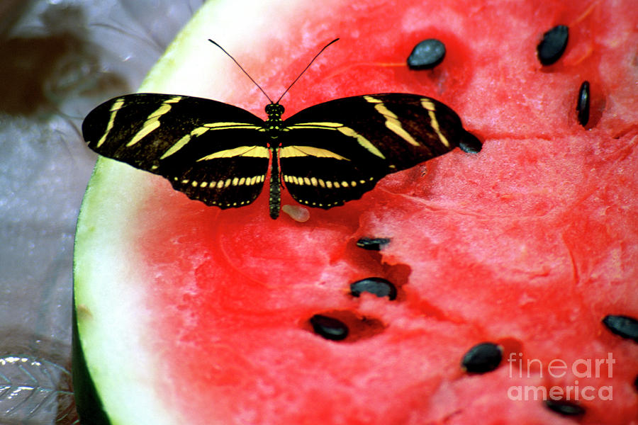 Zebra Longwing Butterfly on Watermelon slice Photograph by William Kuta