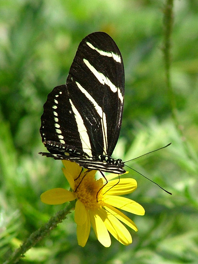 Zebra Longwing Butterfly on Yellow Daisy - 109 Photograph by Mary Dove