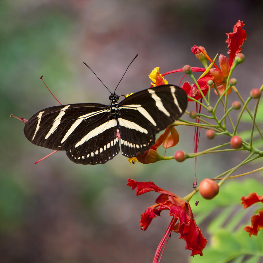Butterfly Photograph - Zebra Longwing Butterfly by Phyllis Taylor