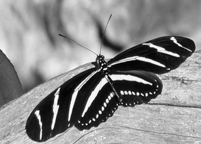 Zebra Longwing Butterfly Photograph by Rosalie Scanlon