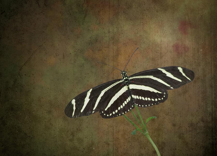 Zebra Longwing  Butterfly-1 Photograph by Rudy Umans