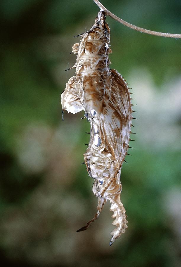 Butterfly Photograph - Zebra Longwing Chrysalis by Perennou Nuridsany