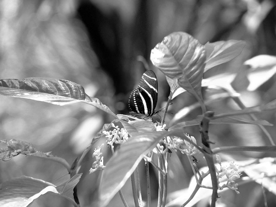Zebra Longwing Photograph by David Weeks