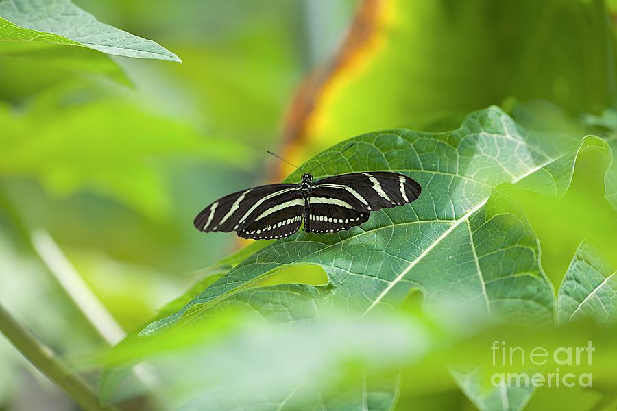 Zebra Longwing Photograph by Joseph Yarbrough