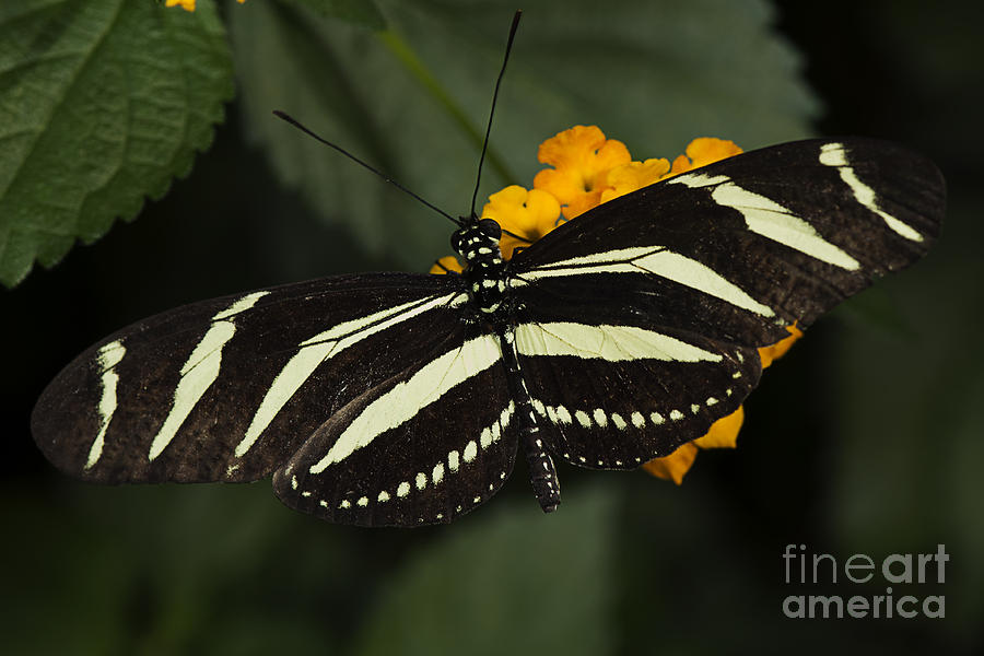 Zebra Longwing Photograph by JT Lewis