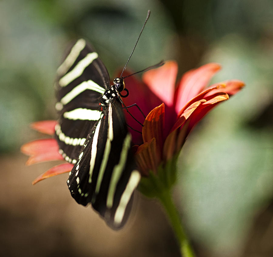 Butterfly Photograph - Zebra Longwing on A Red Daisy  by Saija Lehtonen
