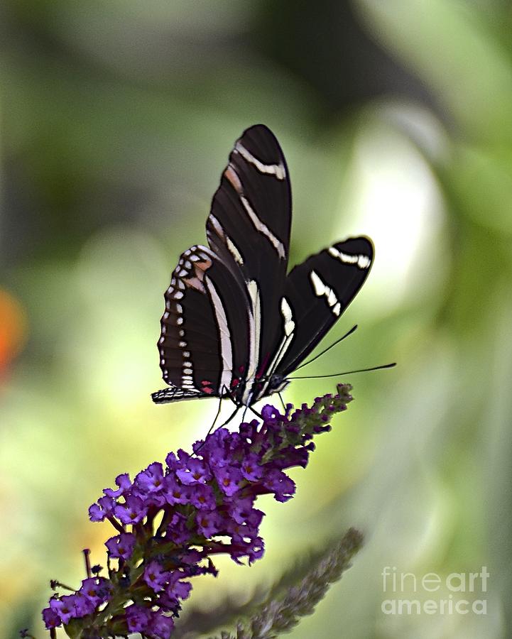 Zebra Longwing on Butterfly Bush Photograph by Carol  Bradley
