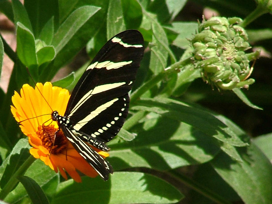 Zebra Longwing on Orange Flower - 105 Photograph by Mary Dove