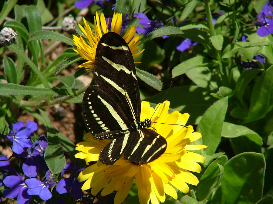 Zebra Longwing on Yellow with Purple Flowers - 103 Photograph by Mary Dove