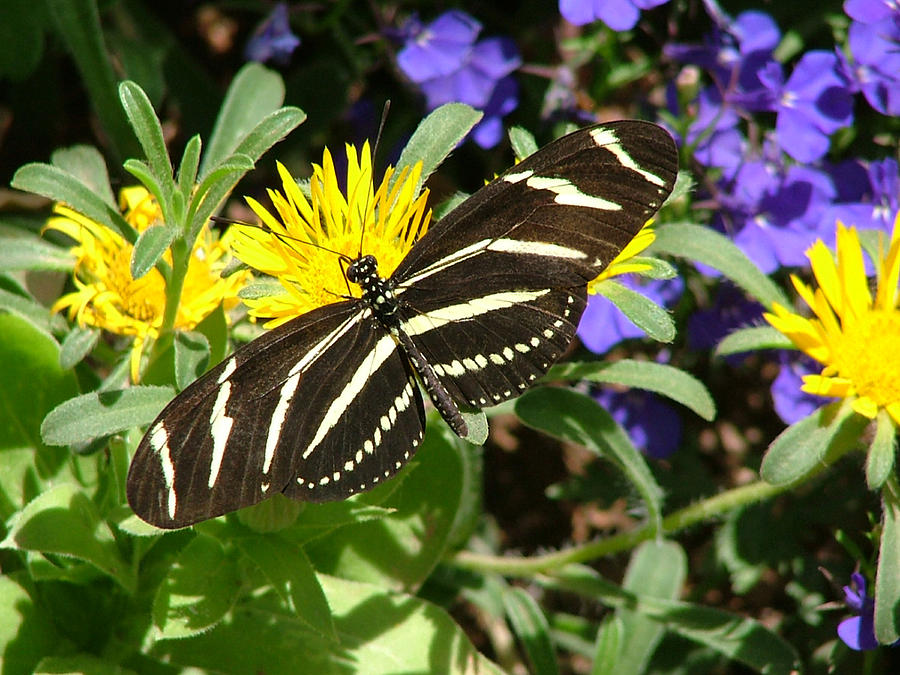 Zebra Longwing on Yellow with Purple Flowers - 104 Photograph by Mary Dove