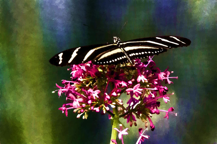 Zebra Longwing  Digital Art by Photographic Art by Russel Ray Photos