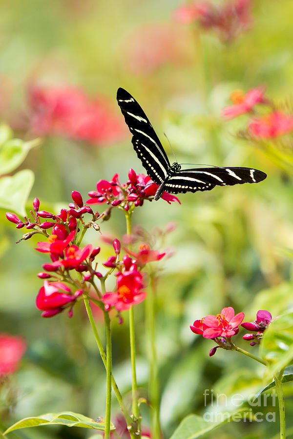 Zebra Longwinged Butterfly Photograph by Brad Marzolf Photography Zebra Longwinged Butterfly Photograph by Brad Marzolf Photography