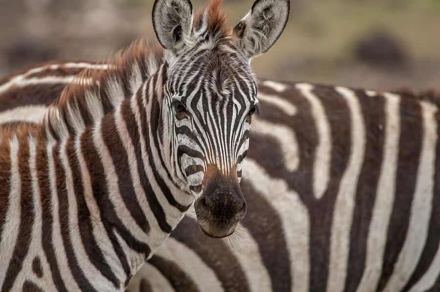 Zebra Looking At Camera Photograph by Lee Klopfer