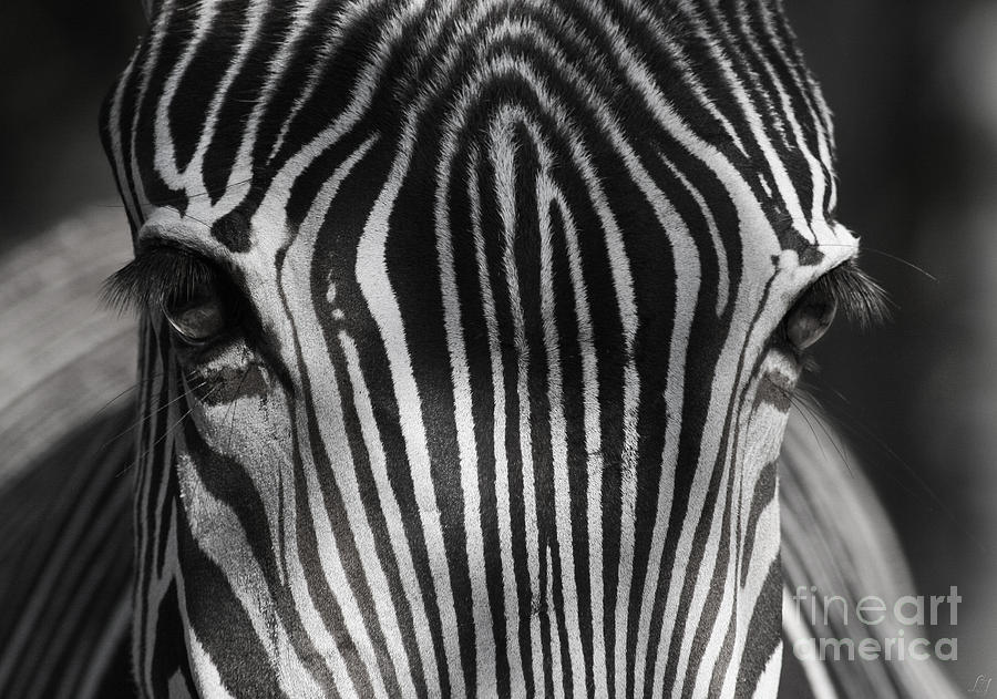 Zebra Photograph - Zebra by Lynn Jackson
