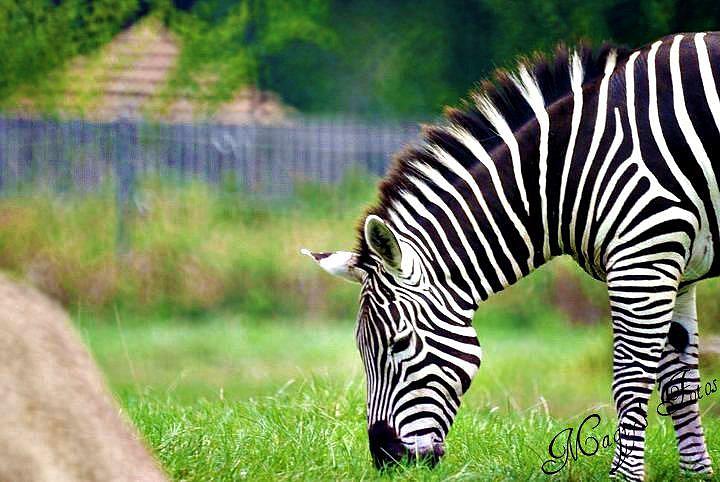 Zebra Photograph - Zebra by Magi Yarbrough