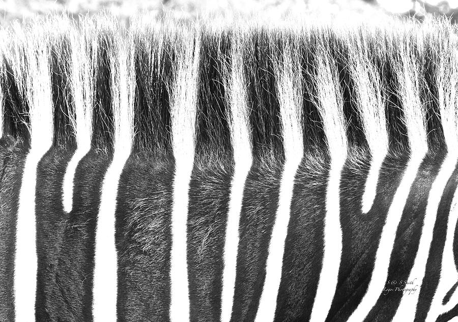 Zebra Mane Photograph by Steve and Sharon Smith