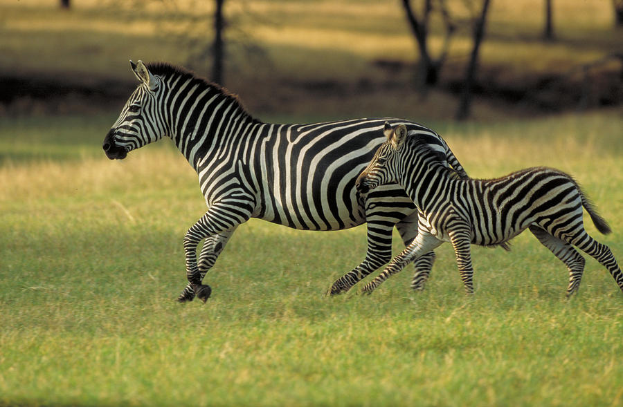 Zebra Mare And Colt Running, Kenya Photograph by Alan & Sandy Carey