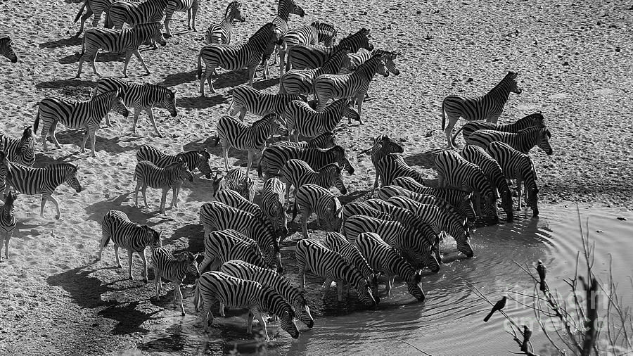Zebra Photograph by Mareko Marciniak