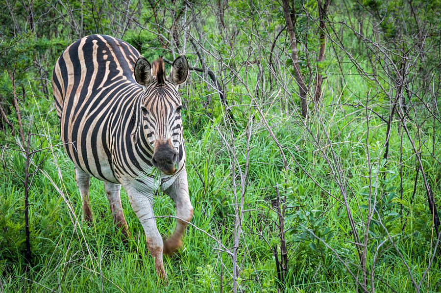 Zebra Photograph by Maria Coulson