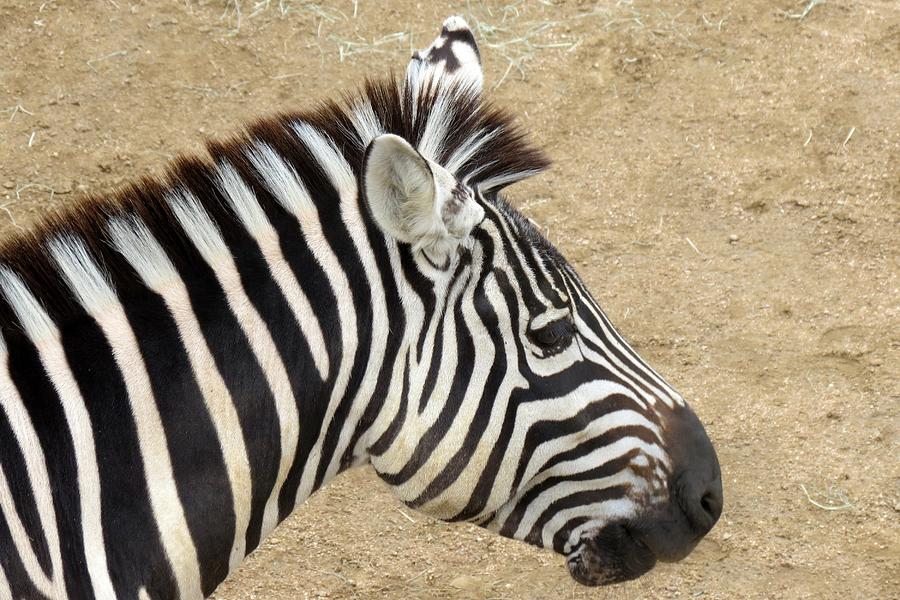 Zebra Photograph by Marilyn Burton