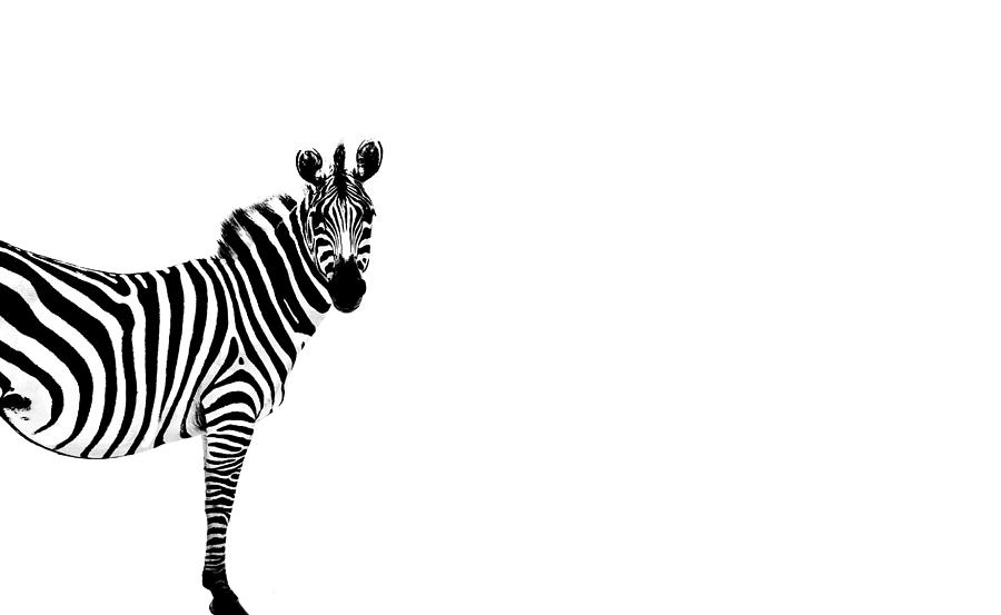 Zebra Photograph by Mark Rogan - Fine Art America