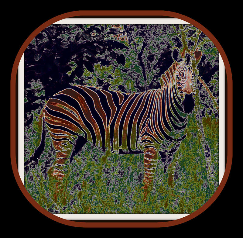 Zebra Digital Art by MarvL Roussan