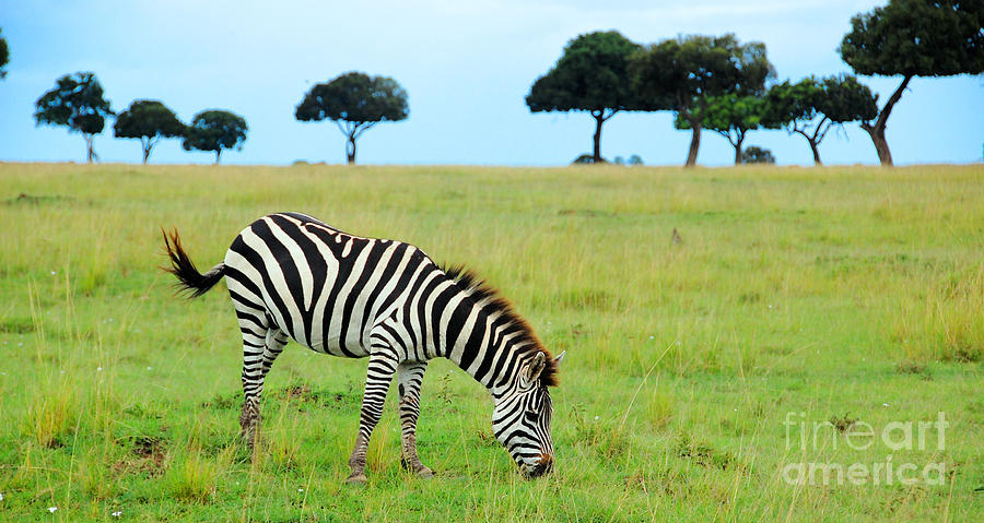 Zebra Photograph - Zebra - Masai Mara Kenya by Charuhas Images