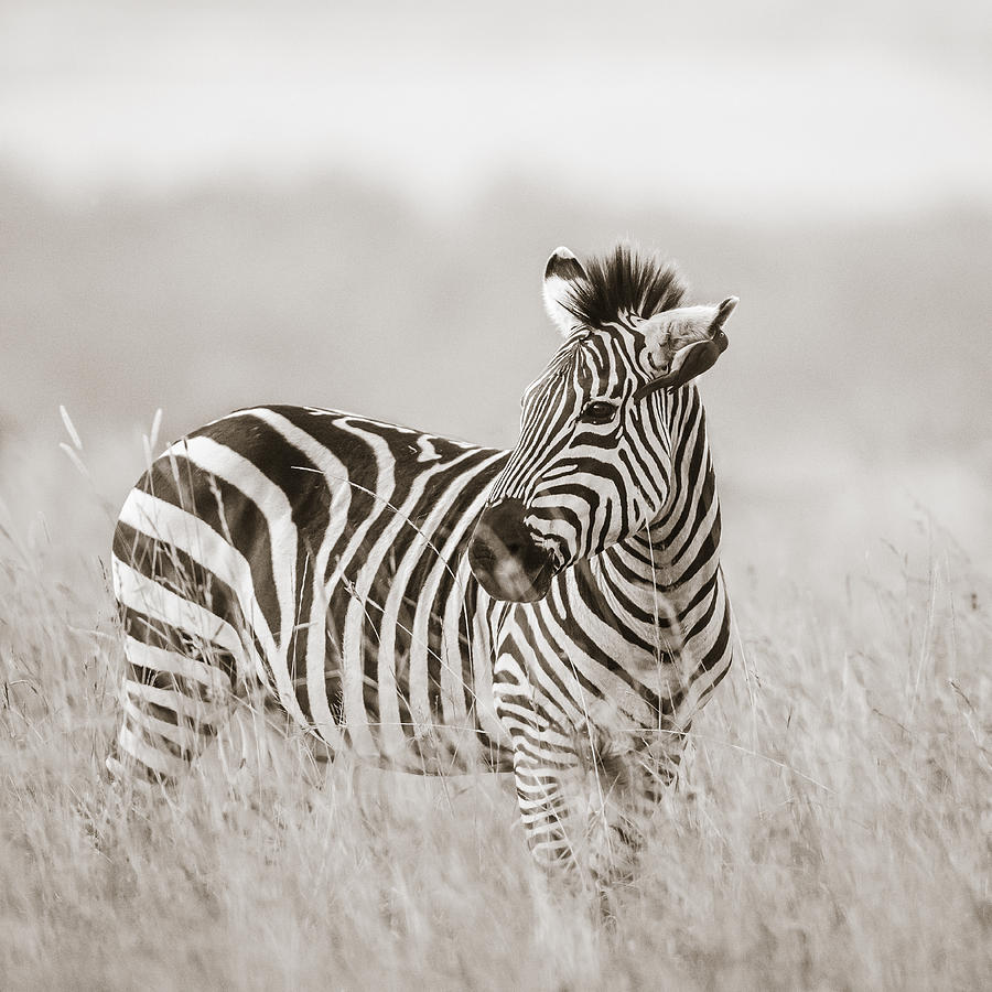 Wildlife Photograph - Zebra Masai Mara Kenya by Regina Mueller