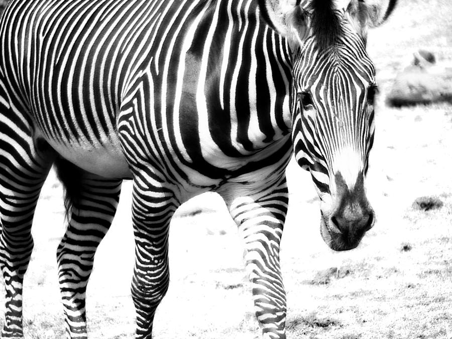 Zebra Photograph by Michelle Calkins