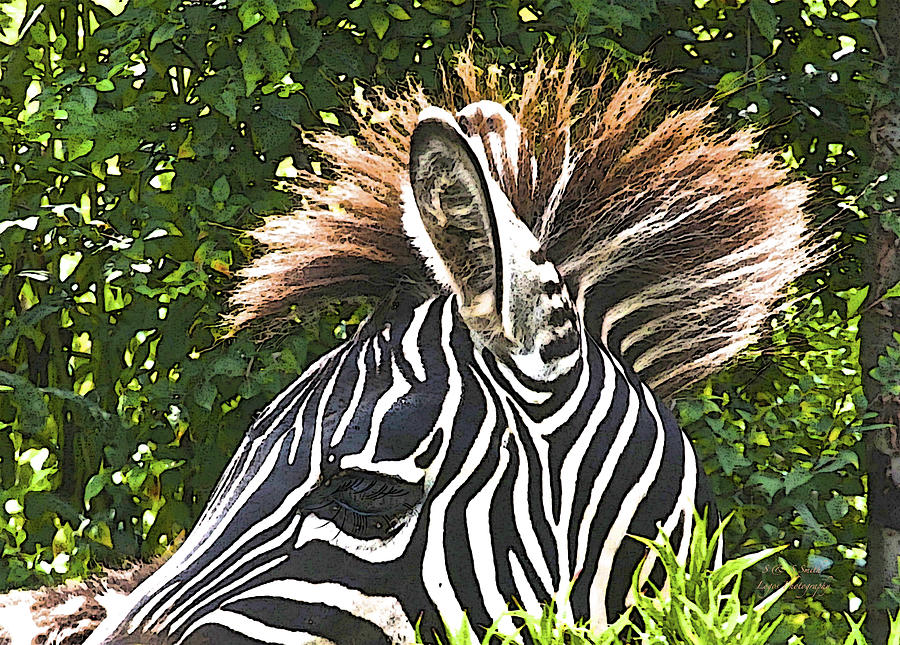 Zebra Mohawk Color Photograph by Steve and Sharon Smith