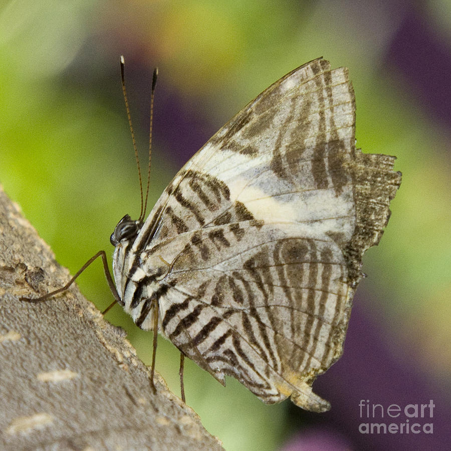Zebra Mosaic Butterfly Photograph by Chris Scroggins