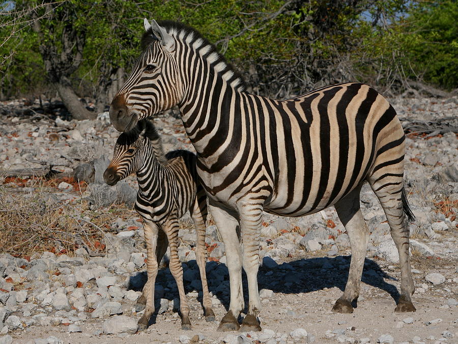 Zebra Mother And Baby Photograph by Bruce J Robinson