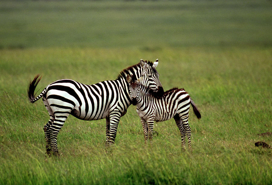 Zebra Mother And Foal Photograph by William Ervin/science Photo Library