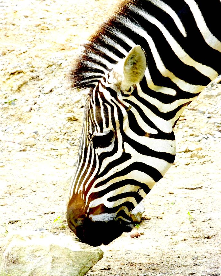 Zebra Mug Shot Digital Art by Lizi Beard-Ward