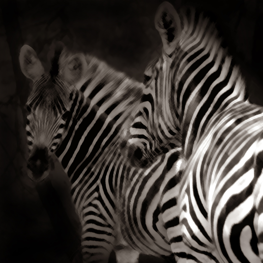 Zebra Night Photograph by Joseph G Holland