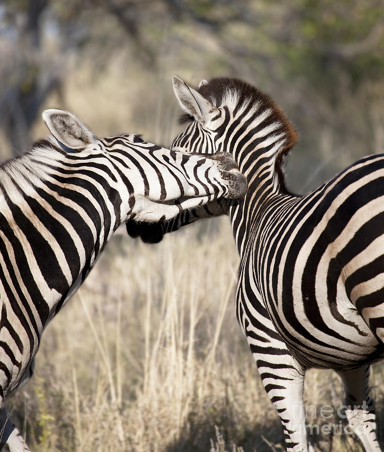 Zebra Photograph - Zebra nuzzle by Liz Leyden
