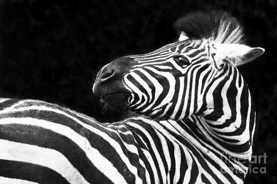 Zebra - Oblio Jr. Photograph by Sonya Lang