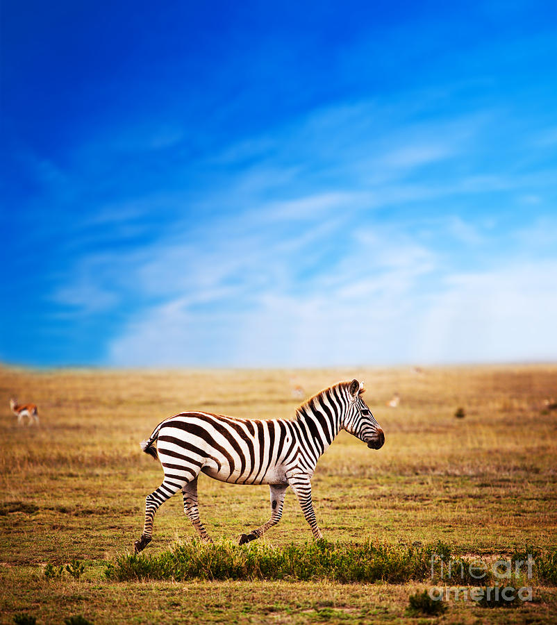 Zebra on African savanna. Photograph by Michal Bednarek