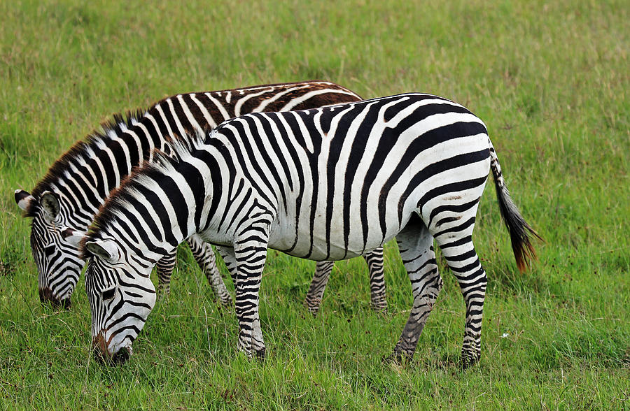 Zebra Pair Photograph by Tony Murtagh