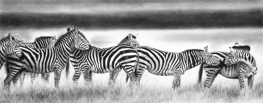 Wildlife Drawing - Zebra Panarama by Peter Williams