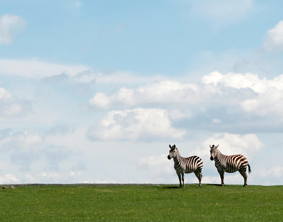 Zebra Partners Photograph by Gail Shotlander