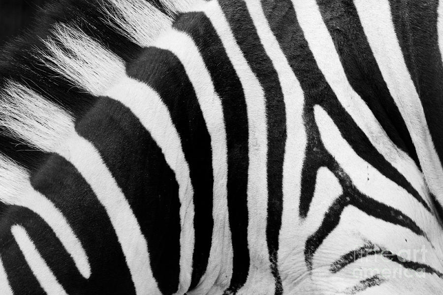 Nature Photograph - Zebra pattern closeup by Michal Bednarek